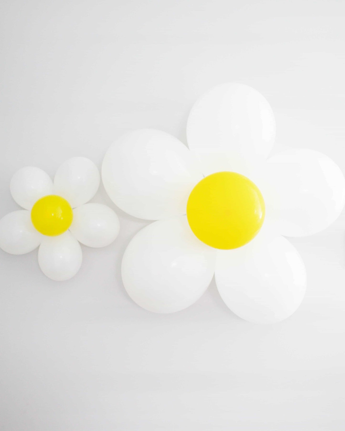 Two large white daisies with yellow centers, one smaller than the other, against a plain white background.