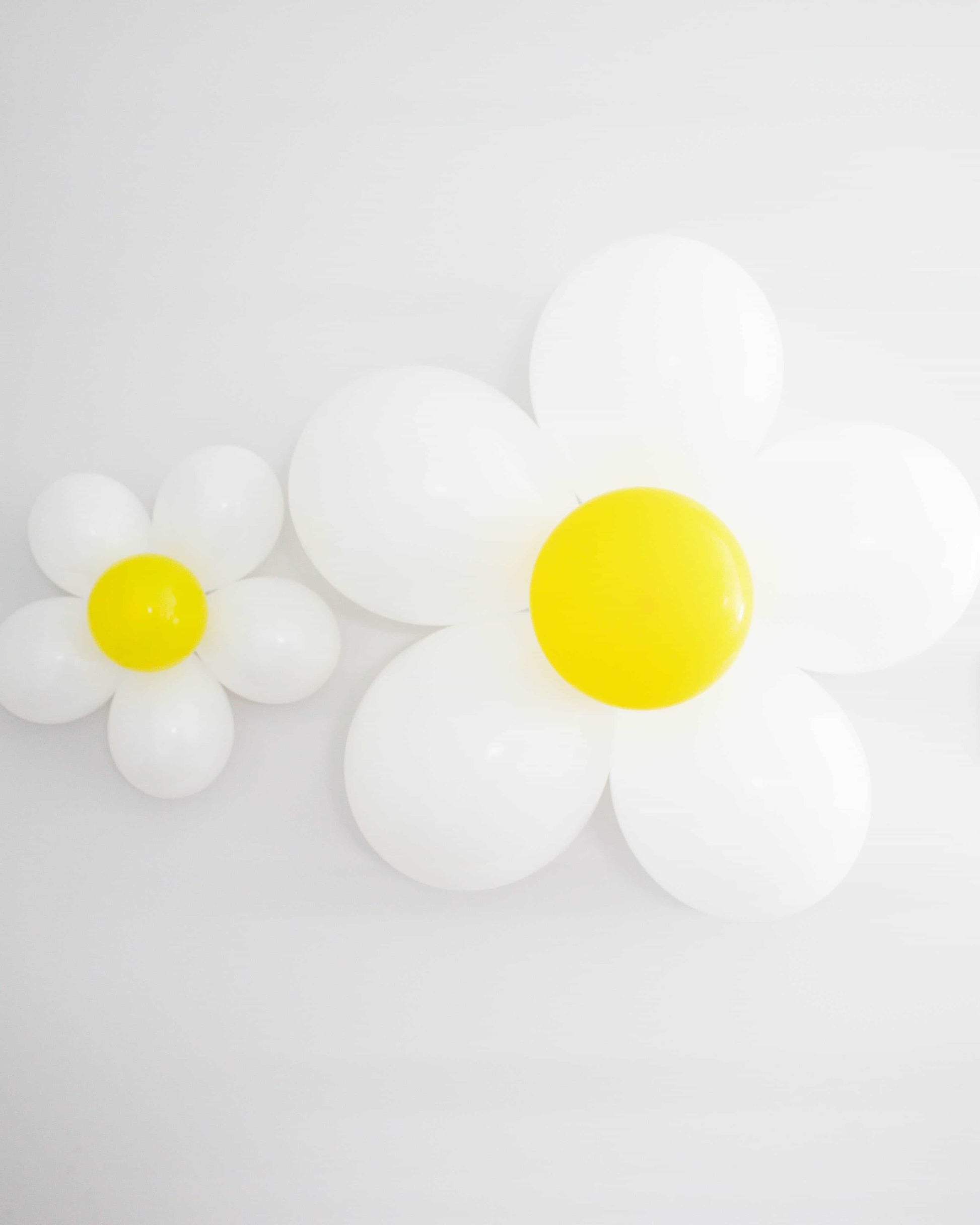 Two large white daisies with yellow centers, one smaller than the other, against a plain white background.