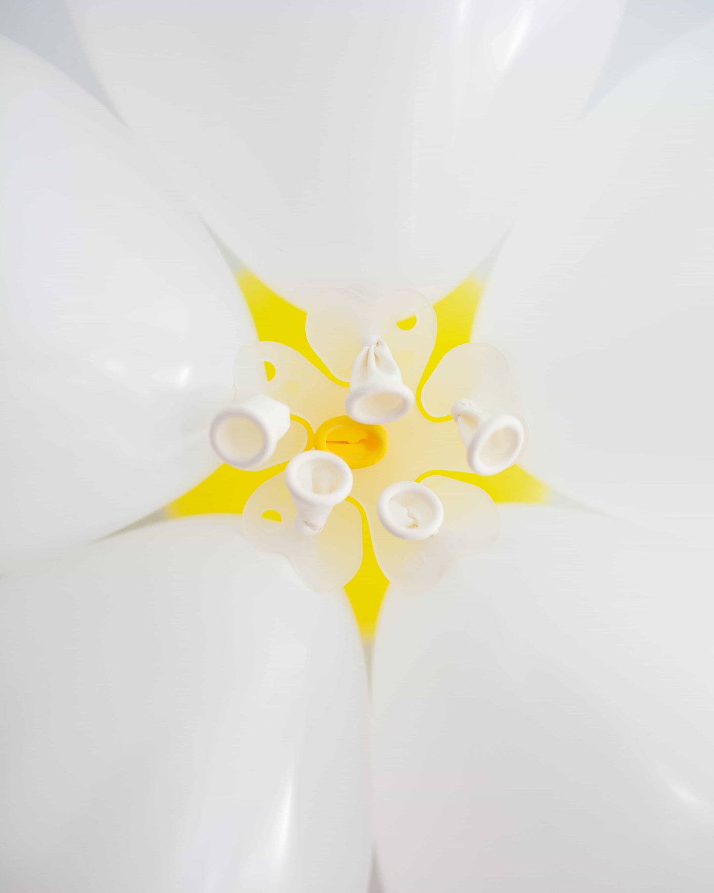 A close-up view of white petals surrounding a bright yellow core with delicate white filaments and an orange center.