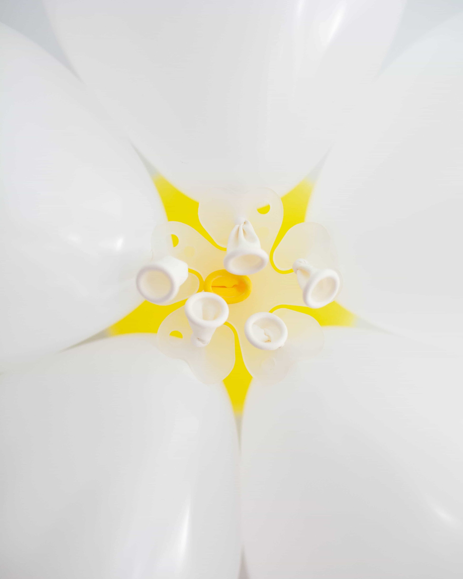 A close-up view of white petals surrounding a bright yellow core with delicate white filaments and an orange center.